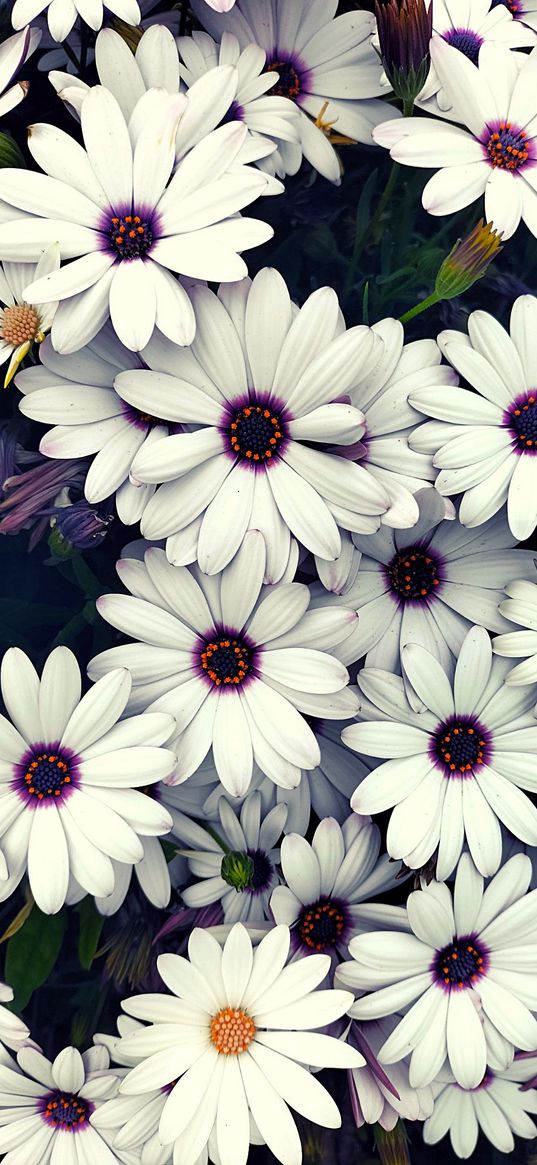 osteospermum, flowers, white flowers, plant, nature