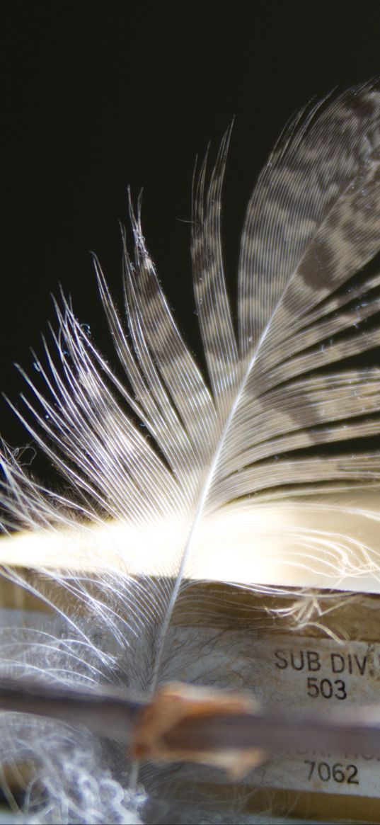 feather, branch, macro, aesthetics