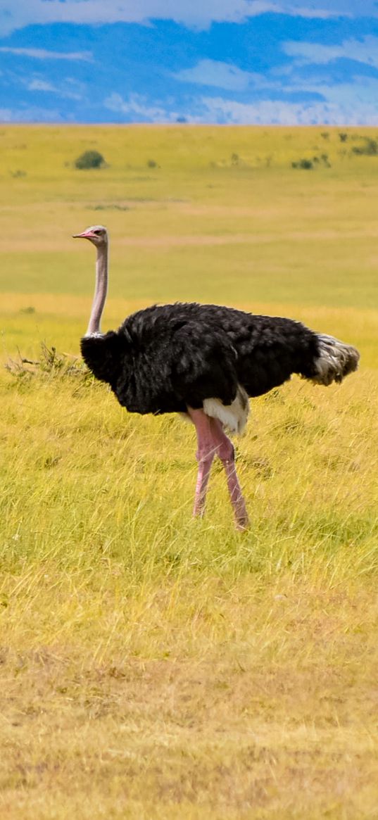 ostrich, birds, field, nature