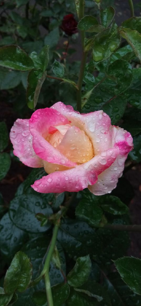 rose, pink roses, flowers, dew, plant, greenery