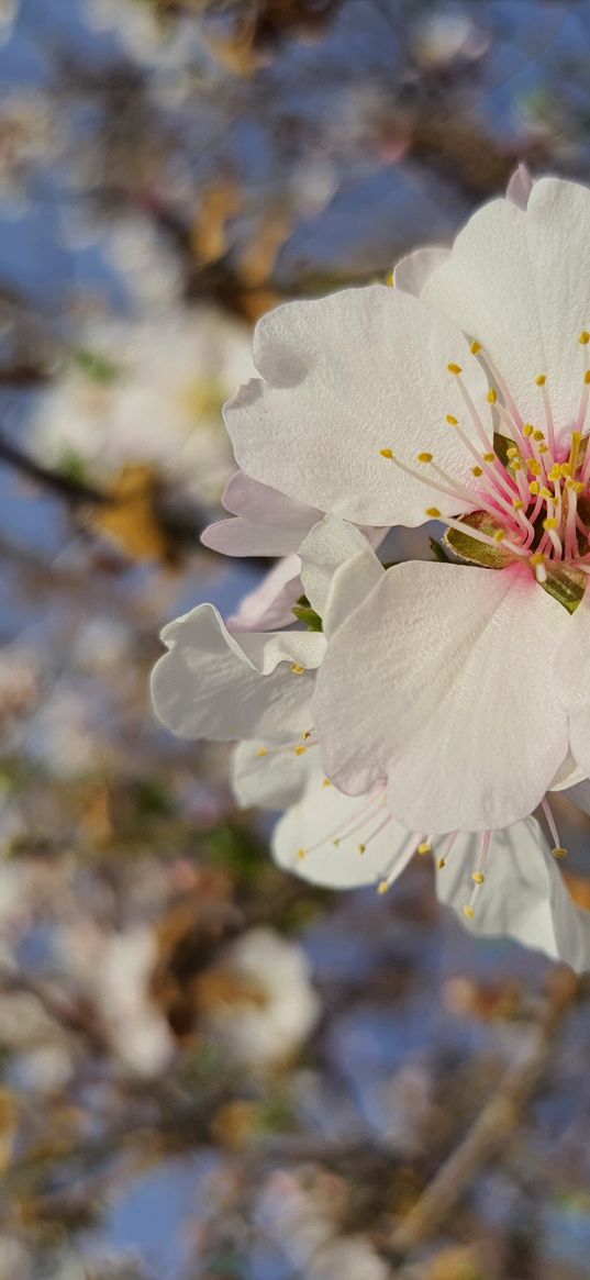 almonds, flowers, blooms, spring, tree, nature