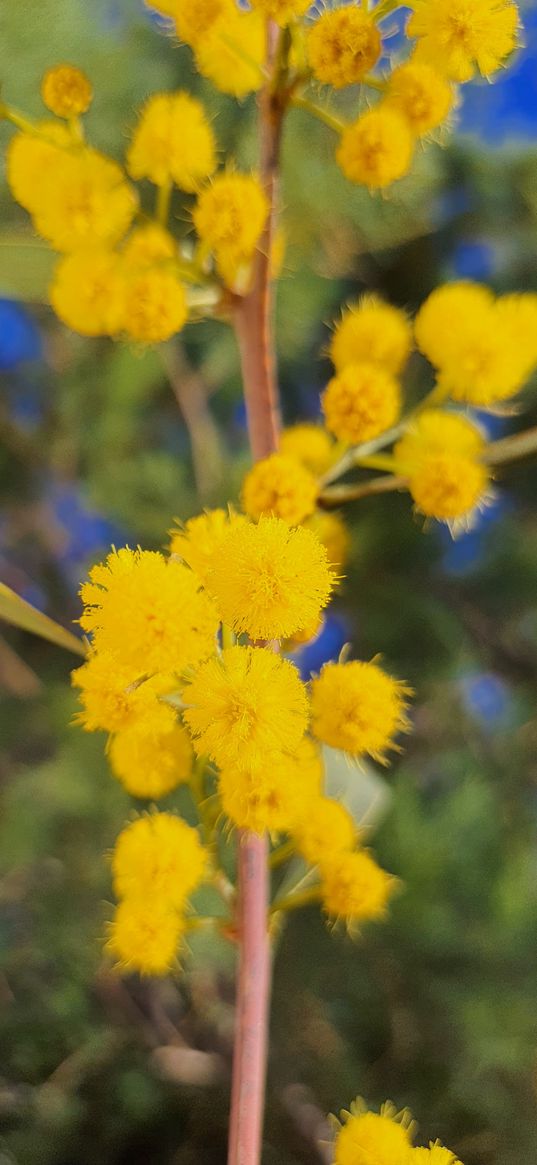 mimosa, flowers, yellow, branch, plant, nature