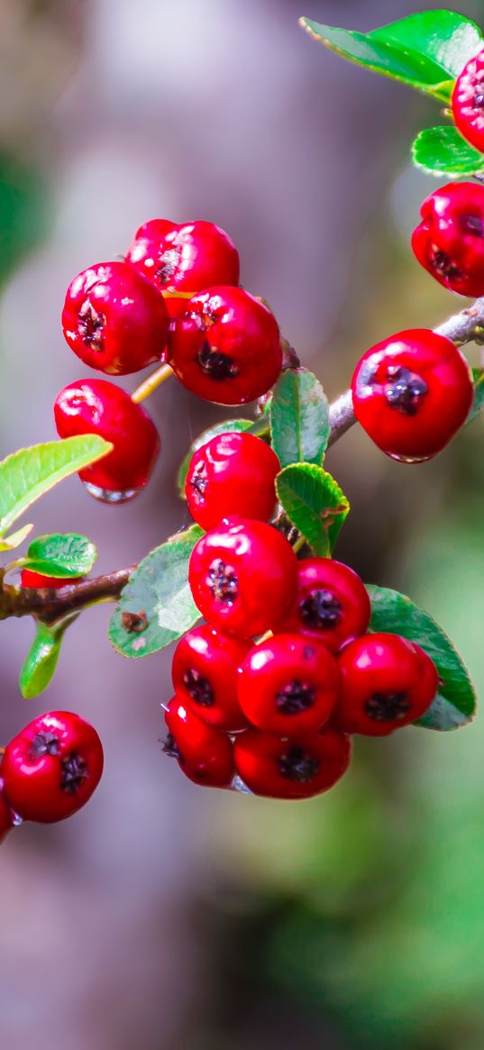 hawthorn, berries, branch, macro