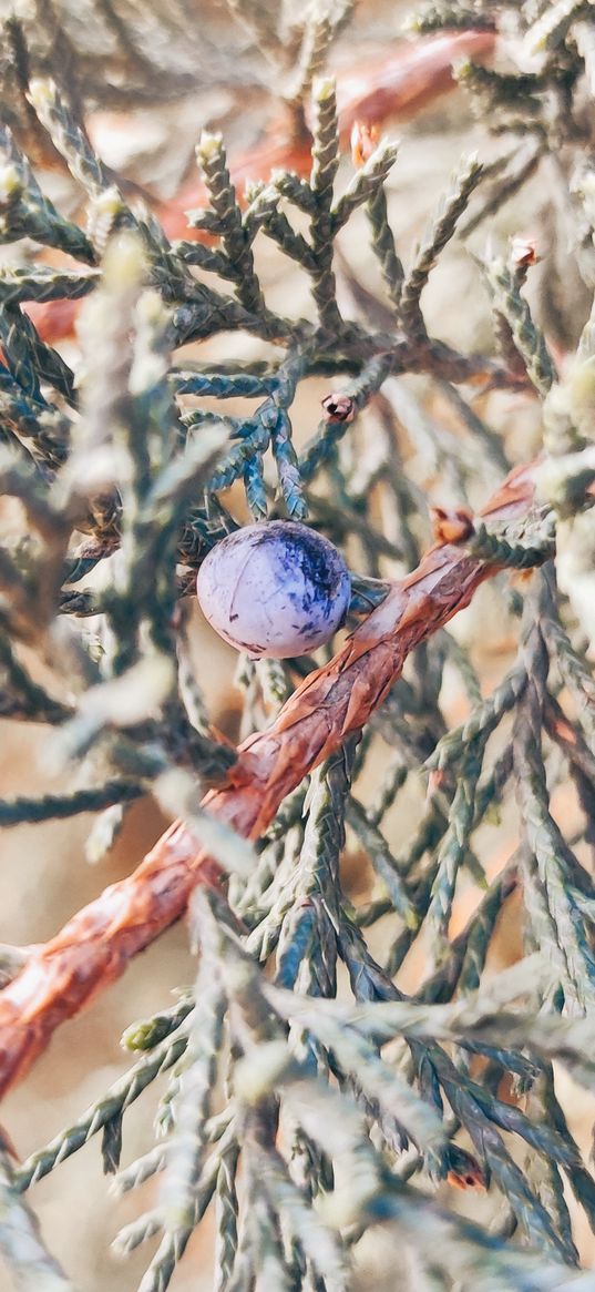 juniper, plants, macro, fruits