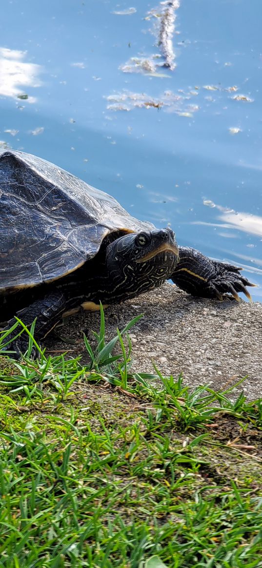 turtle, animal, nature, lake, water