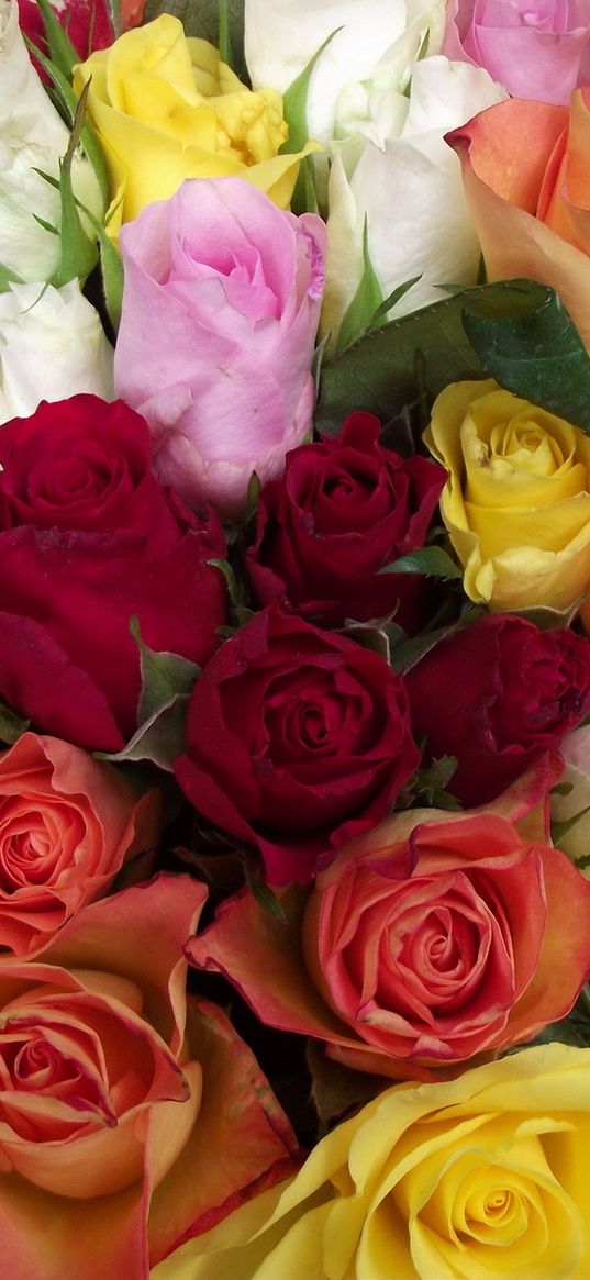 roses, bouquet, different colors, beauty