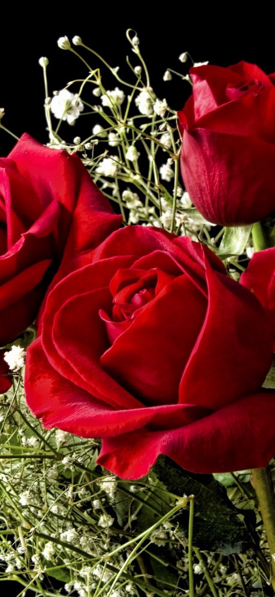 roses, flowers, gypsophila, flower, background