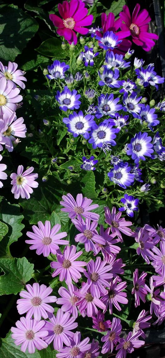 chrysanthemum, flowers, many, different, herbs