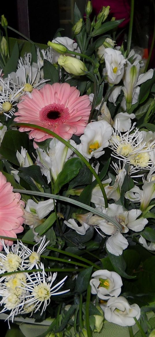 gerbera, flower, bouquet, decoration, beauty