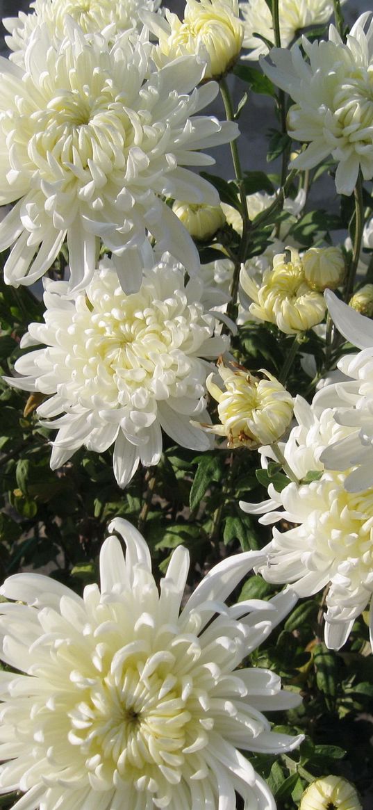 chrysanthemums, flowers, white, flower, wall