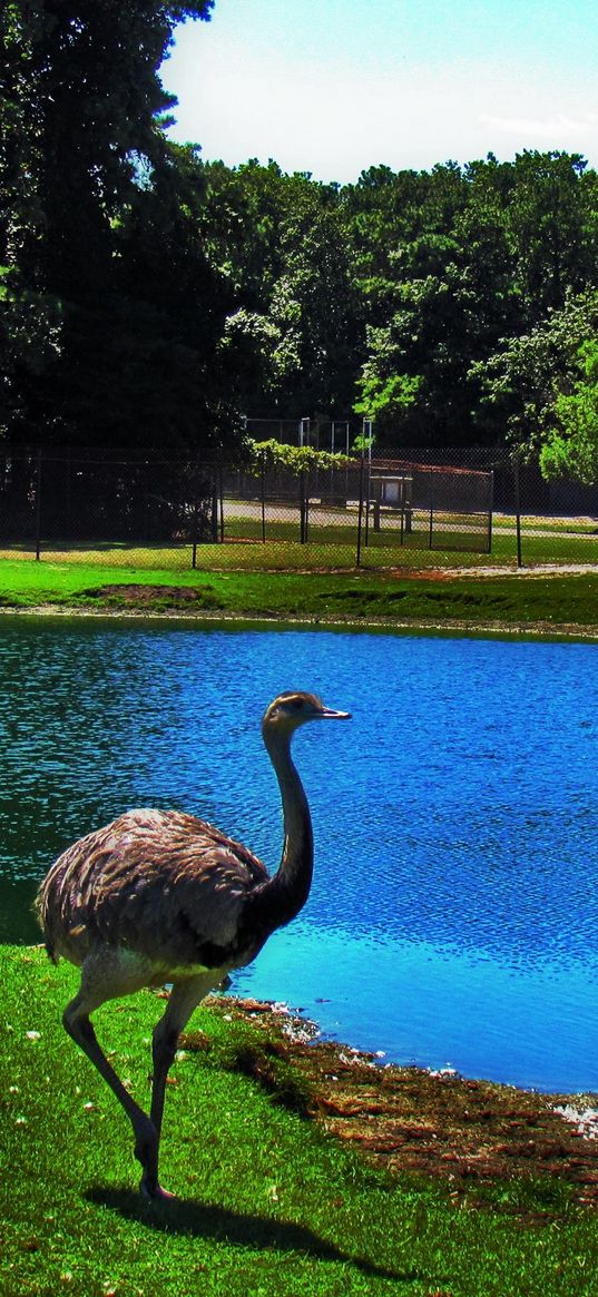 lake, ostrich, grass, trees, nature