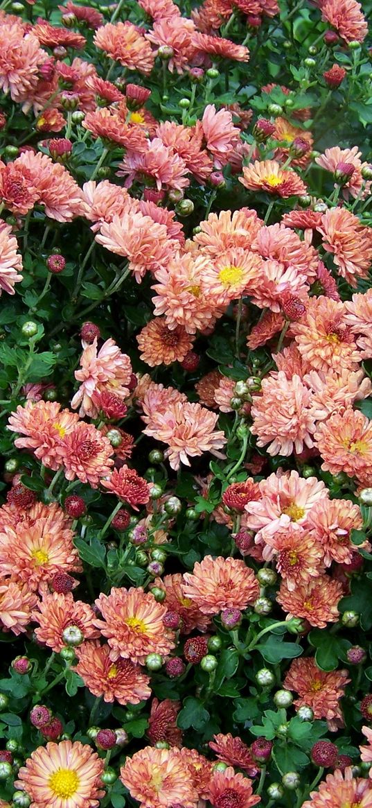 chrysanthemums, flowers, lots, greens, garden