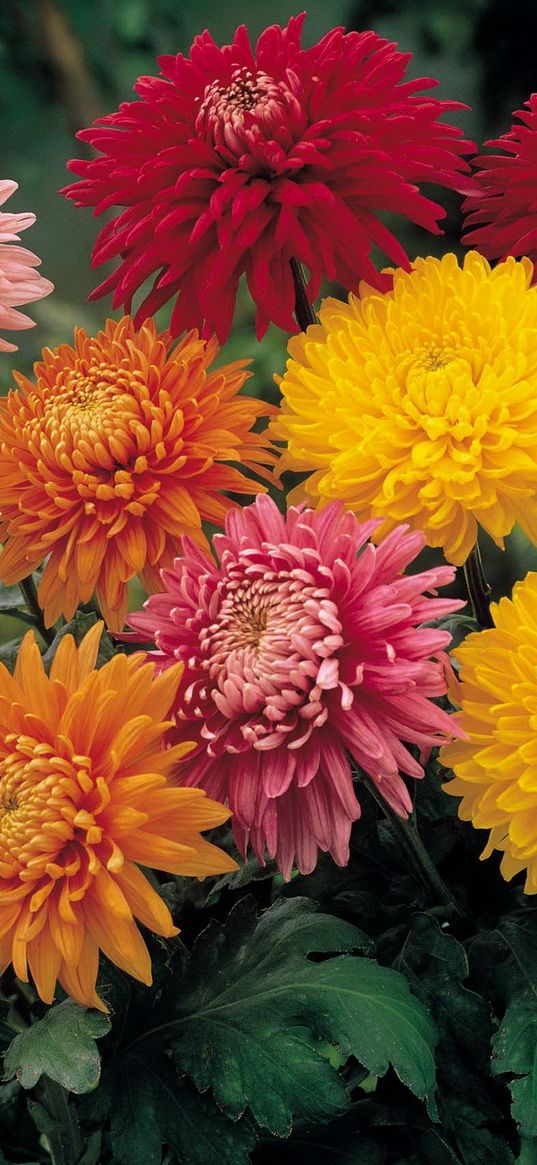 chrysanthemums, flowers, garden, bright, different