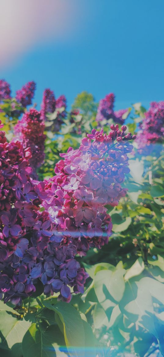 flowers, lilac, nature, spring, bloom