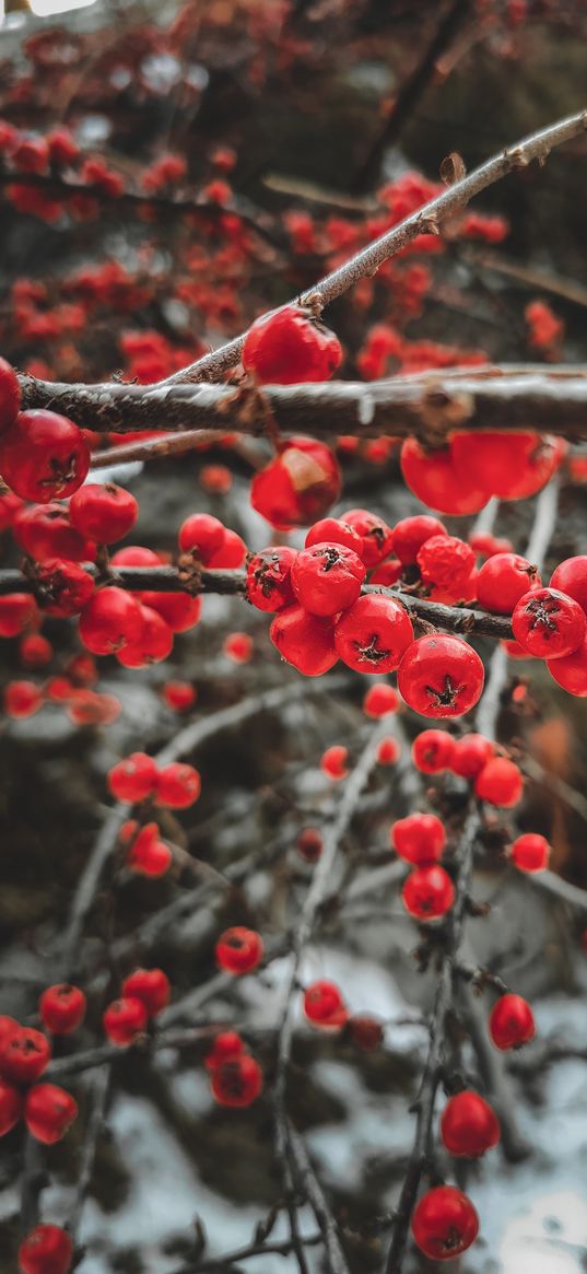 berries, red berries, snow, winter