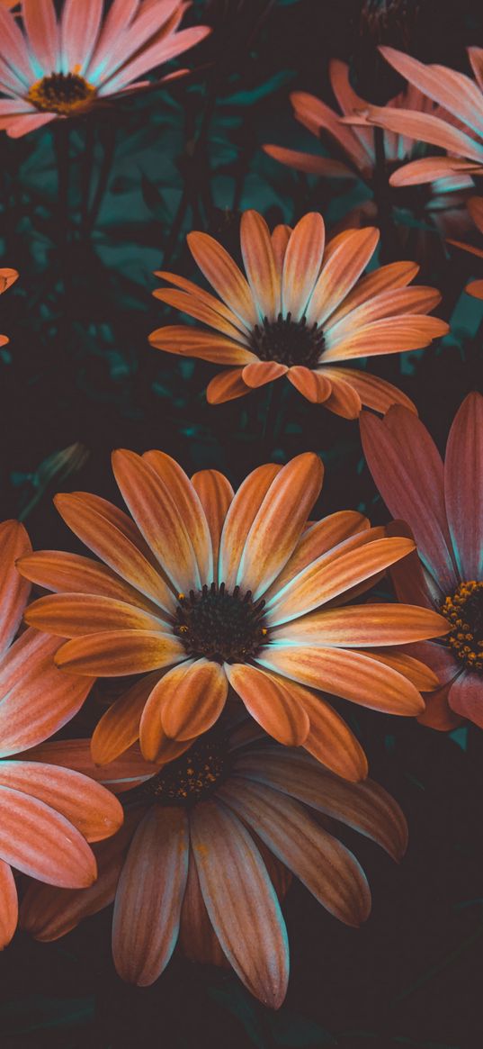 osteospermum, flowers, filter, nature, field, macro