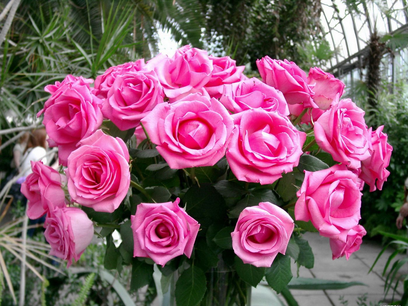 roses, bouquet, pink, delicate, beauty