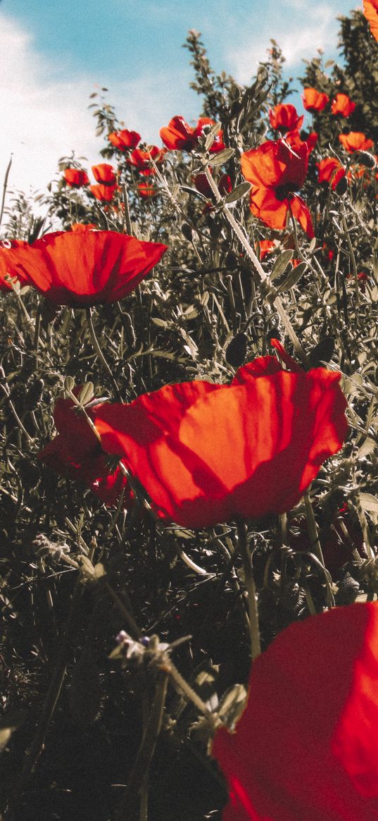 poppies, flowers, spring, summer, grass, nature, glade, plants