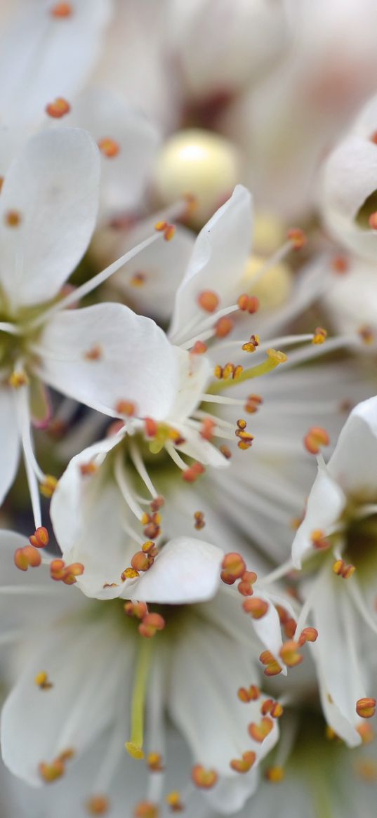 cherry, petals, stamens, flowers, white