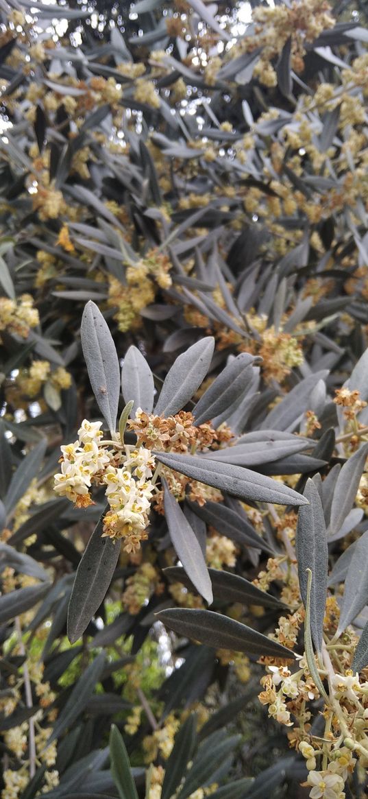 olive, tree, leaves, plant, nature