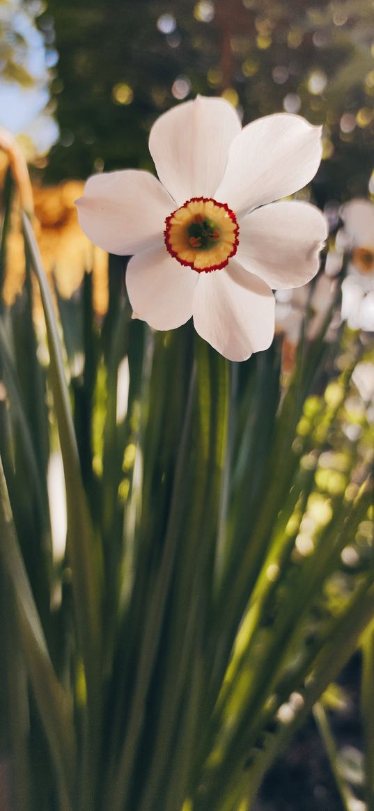 narcissus, flowers, flower, white, plant, nature, greenery, macro