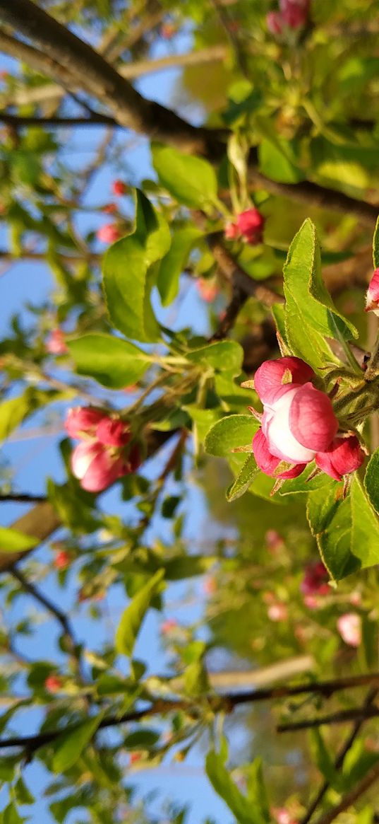 apple tree, apple flower, flowers, spring, nature, branch, plant, pink