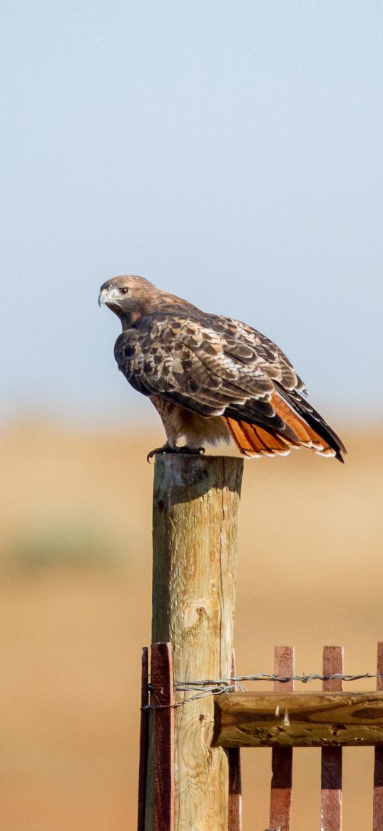 hawk, fence, bird, wildlife