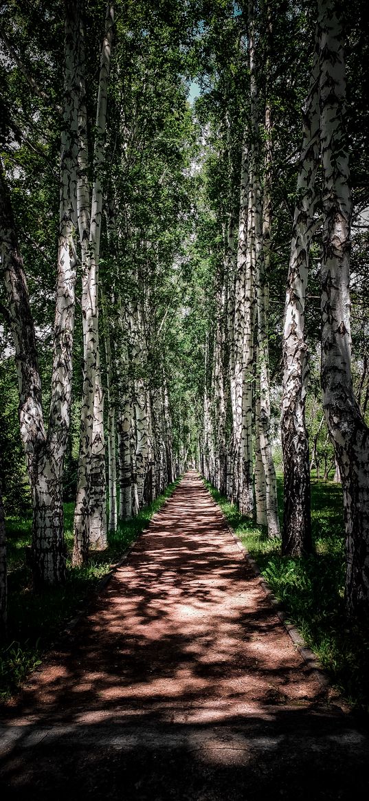 birch, nature, grove, trees, alley, summer