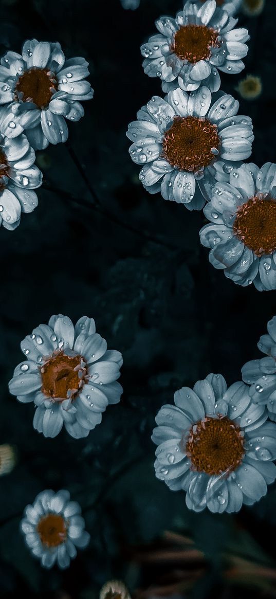 chamomile, flowers, leaves, field, drops, dew, macro