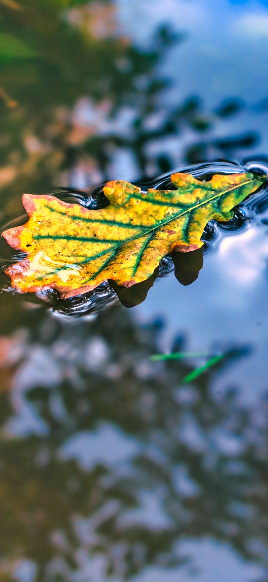 leaf, oak, water, reflection, macro