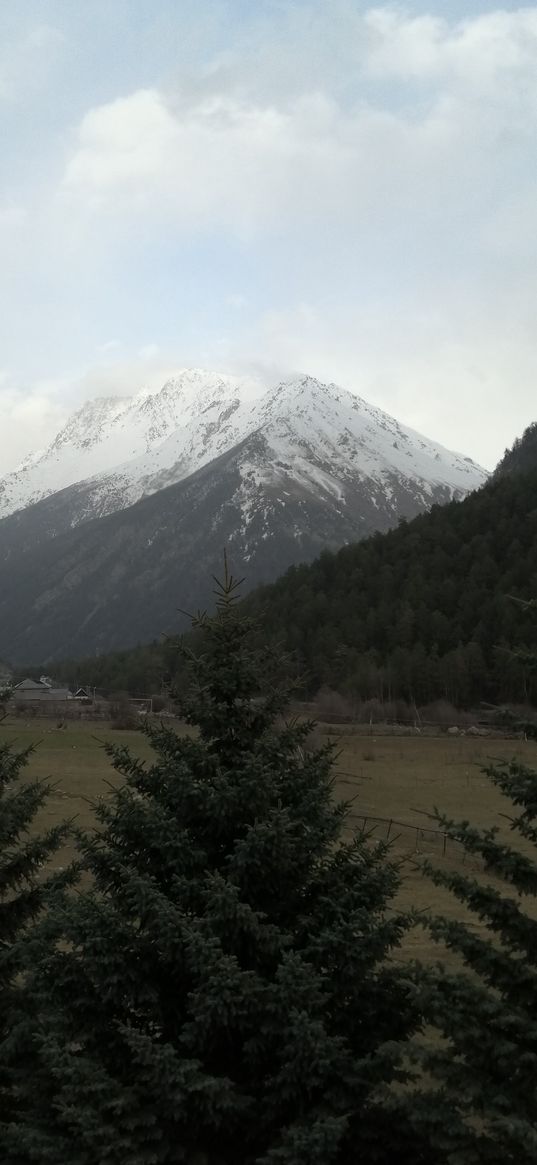 mountains, forest, firs, trees, nature