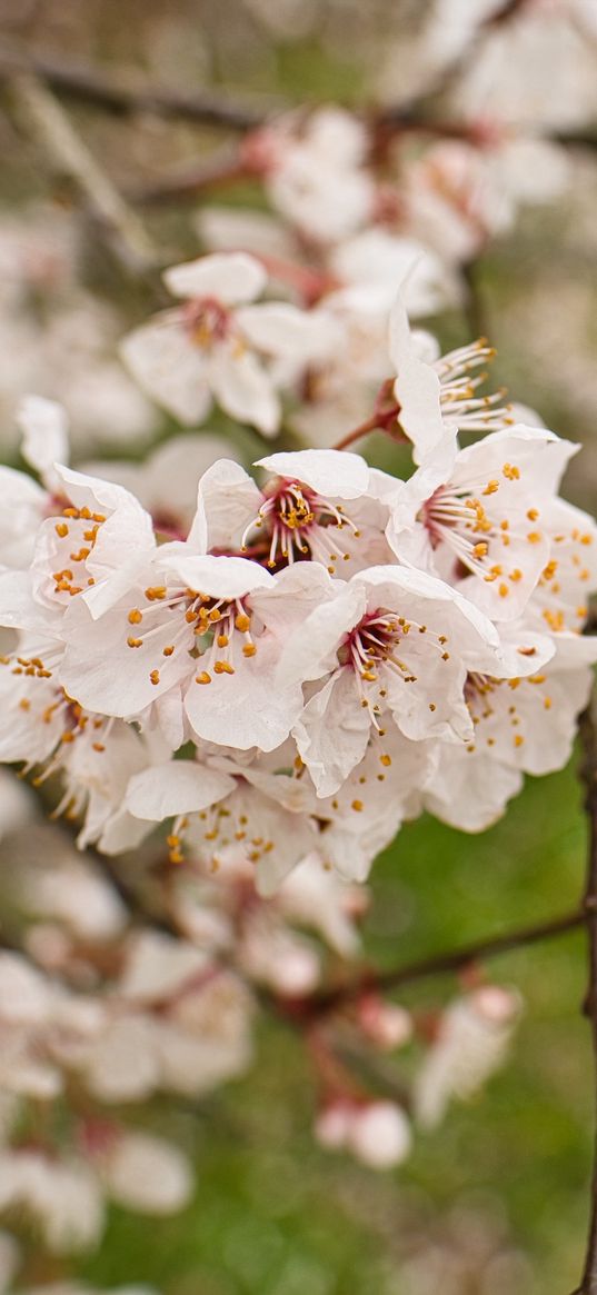 apricot, flowers, petals, branches, buds