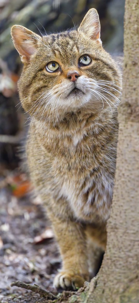 wild cat, glance, animal, blur