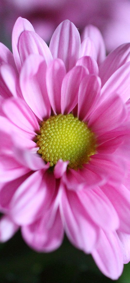 chrysanthemum, flower, petals, macro, pink