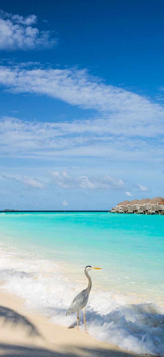 ocean, bird, shore, bungalow, tropics