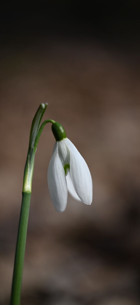 snowdrop, petals, flower, spring