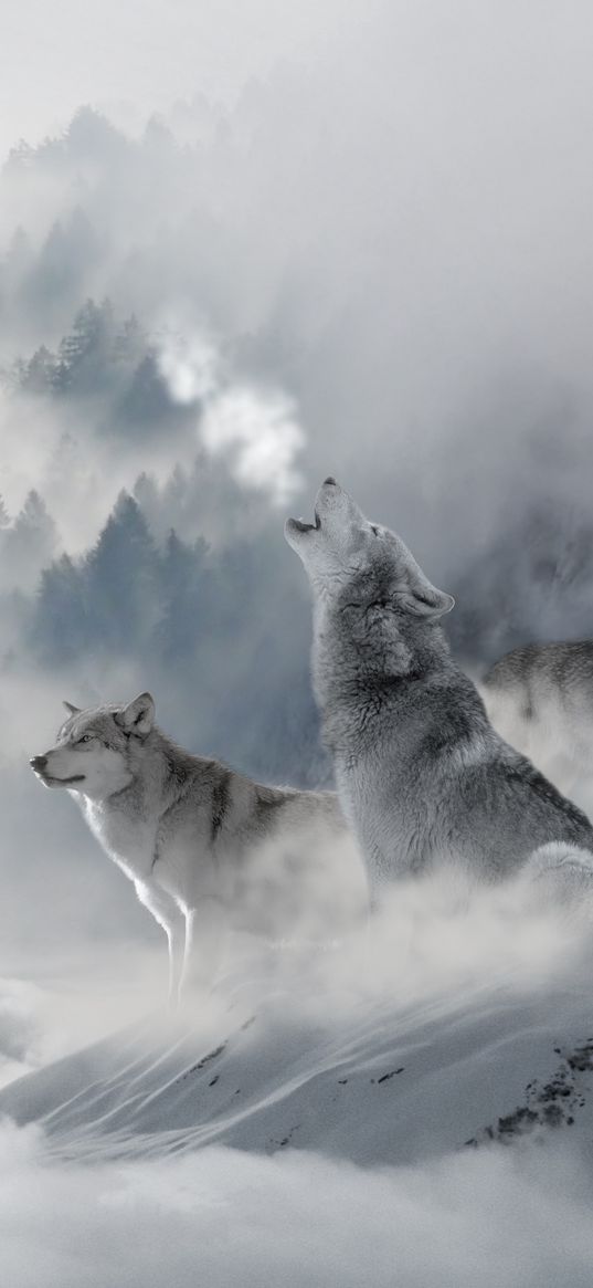 wolves, animals, snow, clouds, forest, white background