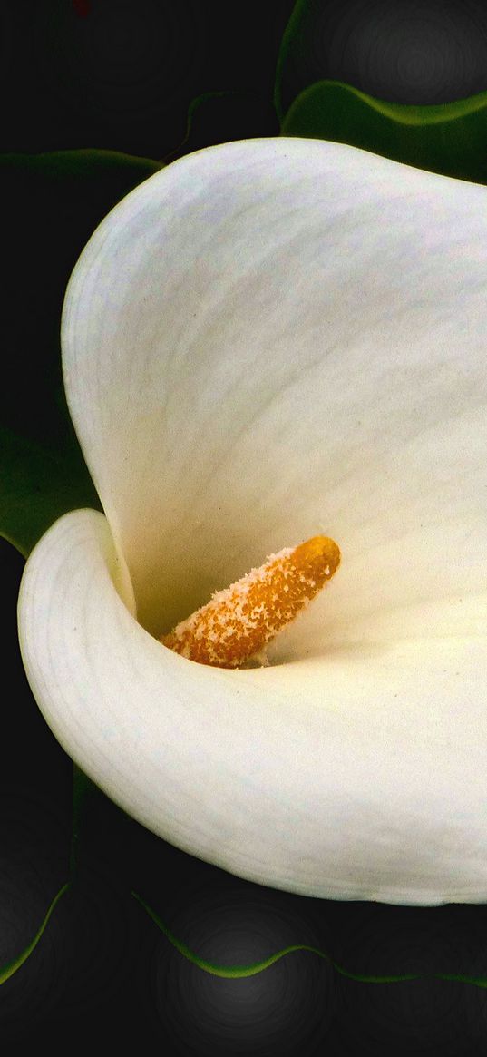 calla, flower, white, macro