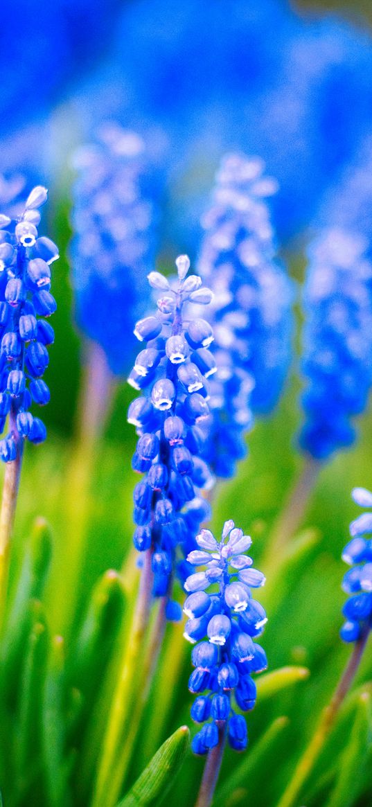 muscari, flowers, leaves, blue