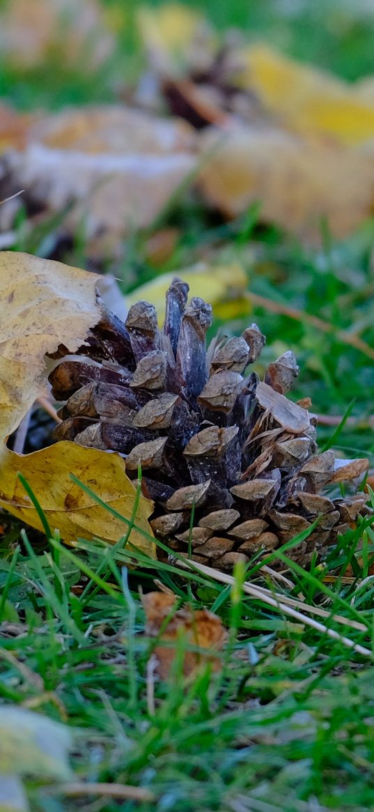 cone, leaves, dry, grass, macro