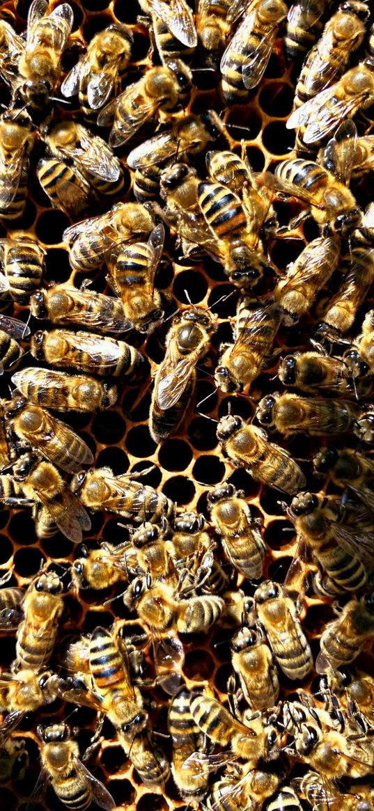 bees, honeycombs, nature