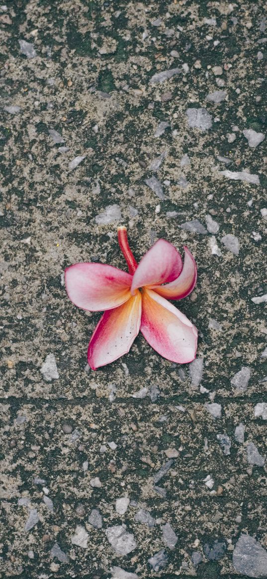 plumeria, flower, pink, asphalt