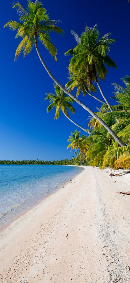 beach, palm trees, ocean, coast, tropics