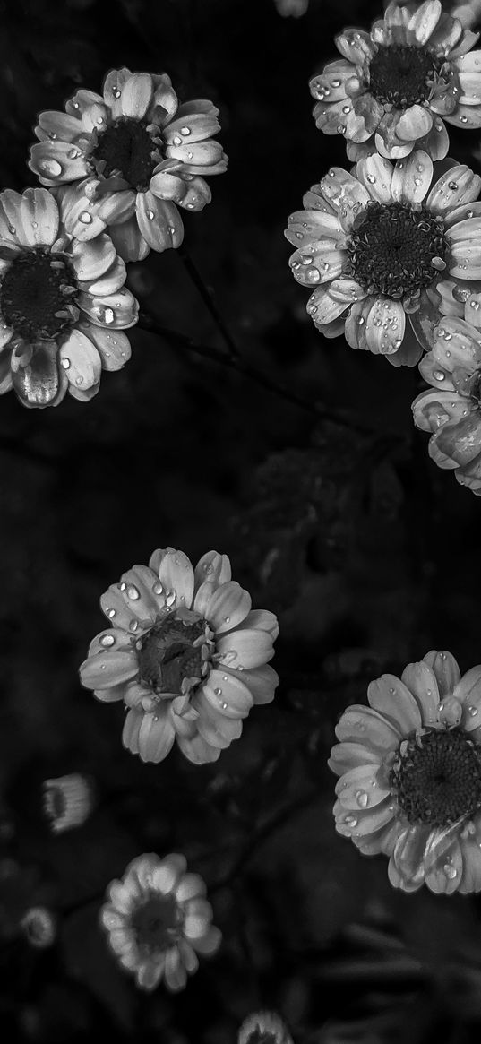 daisies, flowers, bw, large