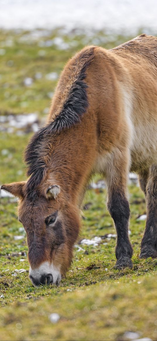 pony, animal, wild, brown, grass