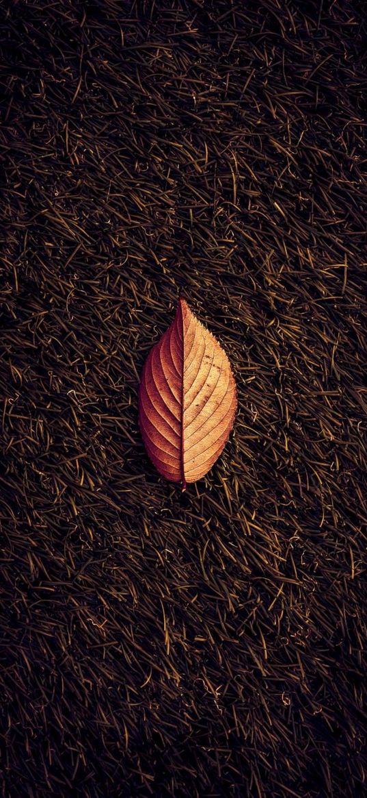 leaf, grass, withered, autumn, nature, dark