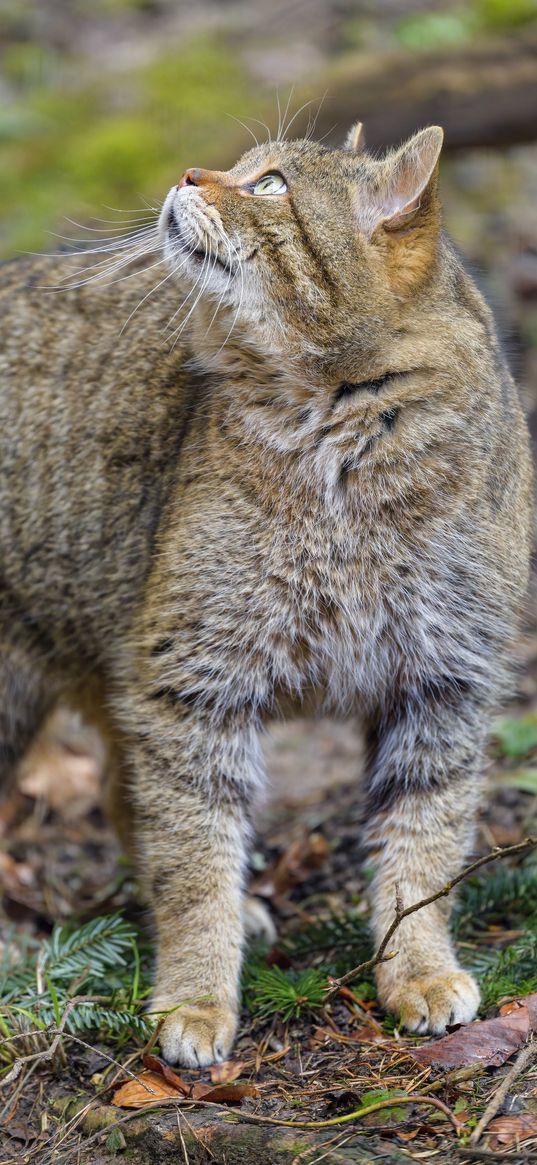 wild cat, animal, brown, tabby