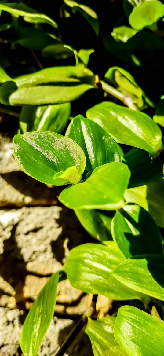 flowers, leaves, green, nature, brick