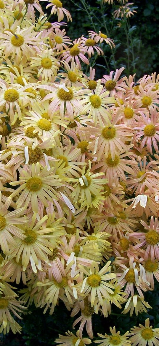 chrysanthemums, flowers, garden, herbs, lots