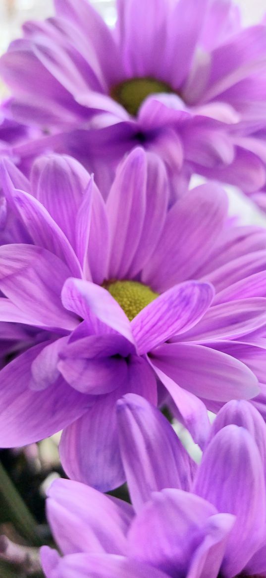 chrysanthemum, purple, lilac, flowers, flower, plant, macro